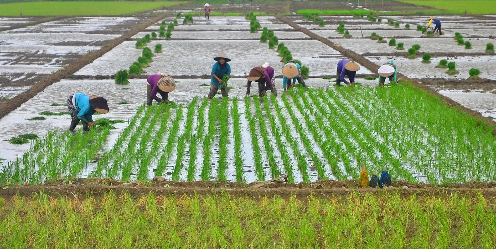 Perbandingan Hasil Pertanian Dengan Cara Konvensional dan Menggunakan Transplanter