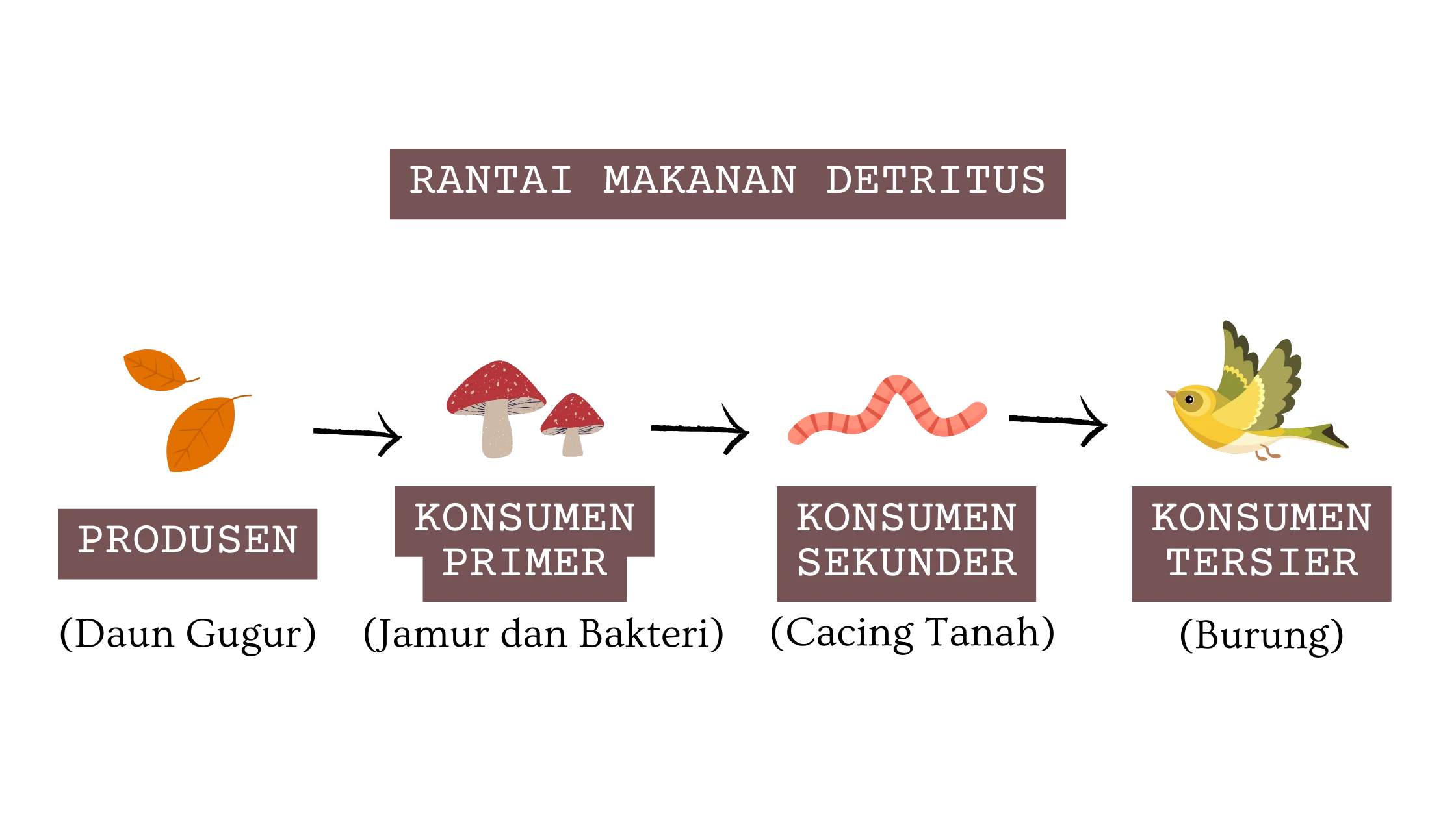 Contoh Rantai Makanan Detritus