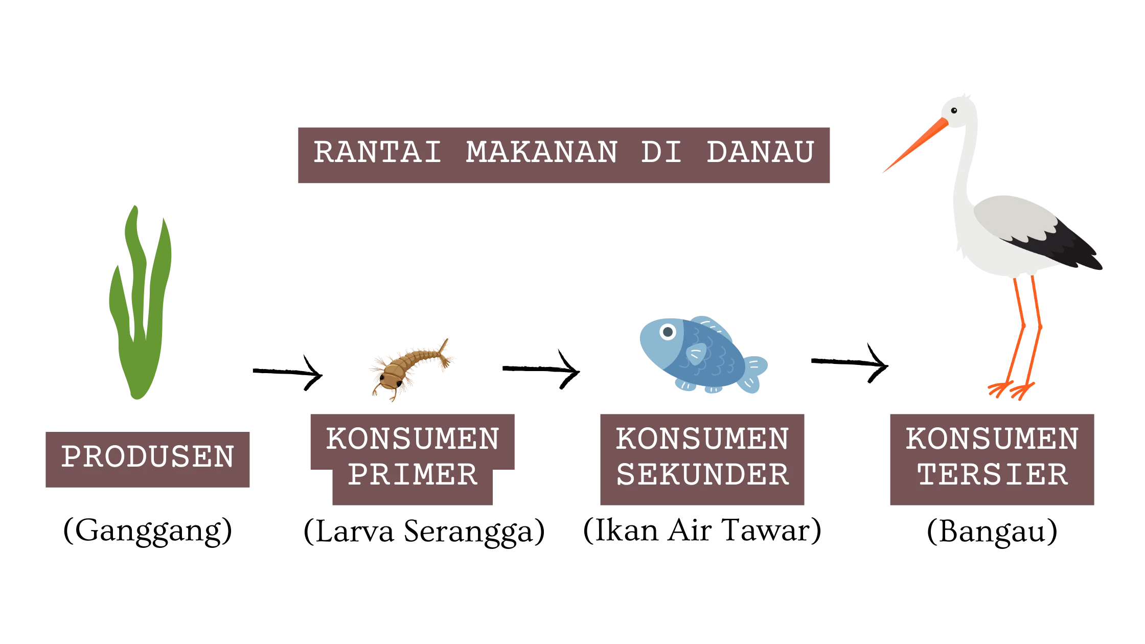 Rantai Makanan di Danau