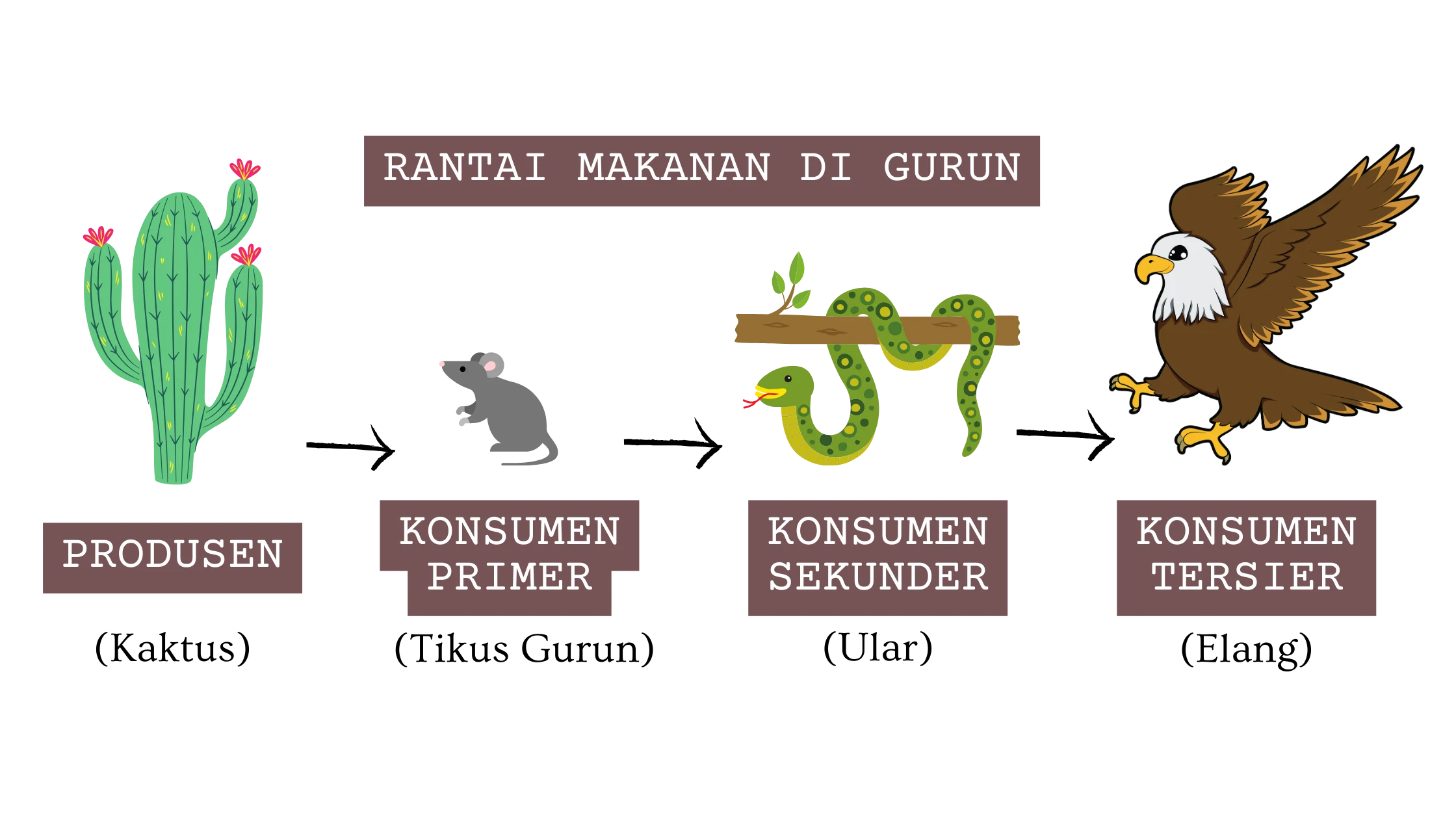 Rantai Makanan di Gurun