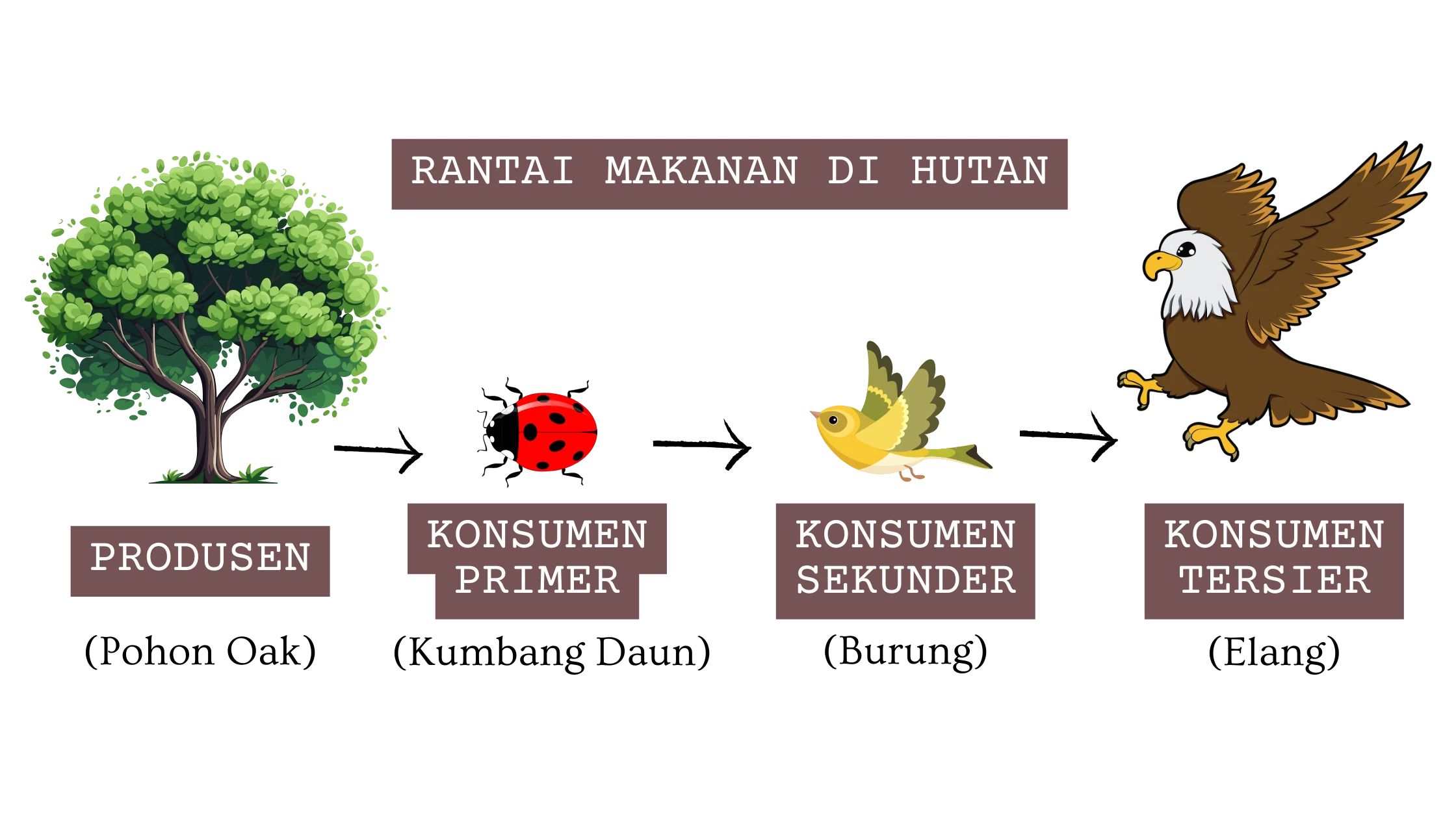 Rantai Makanan di Hutan