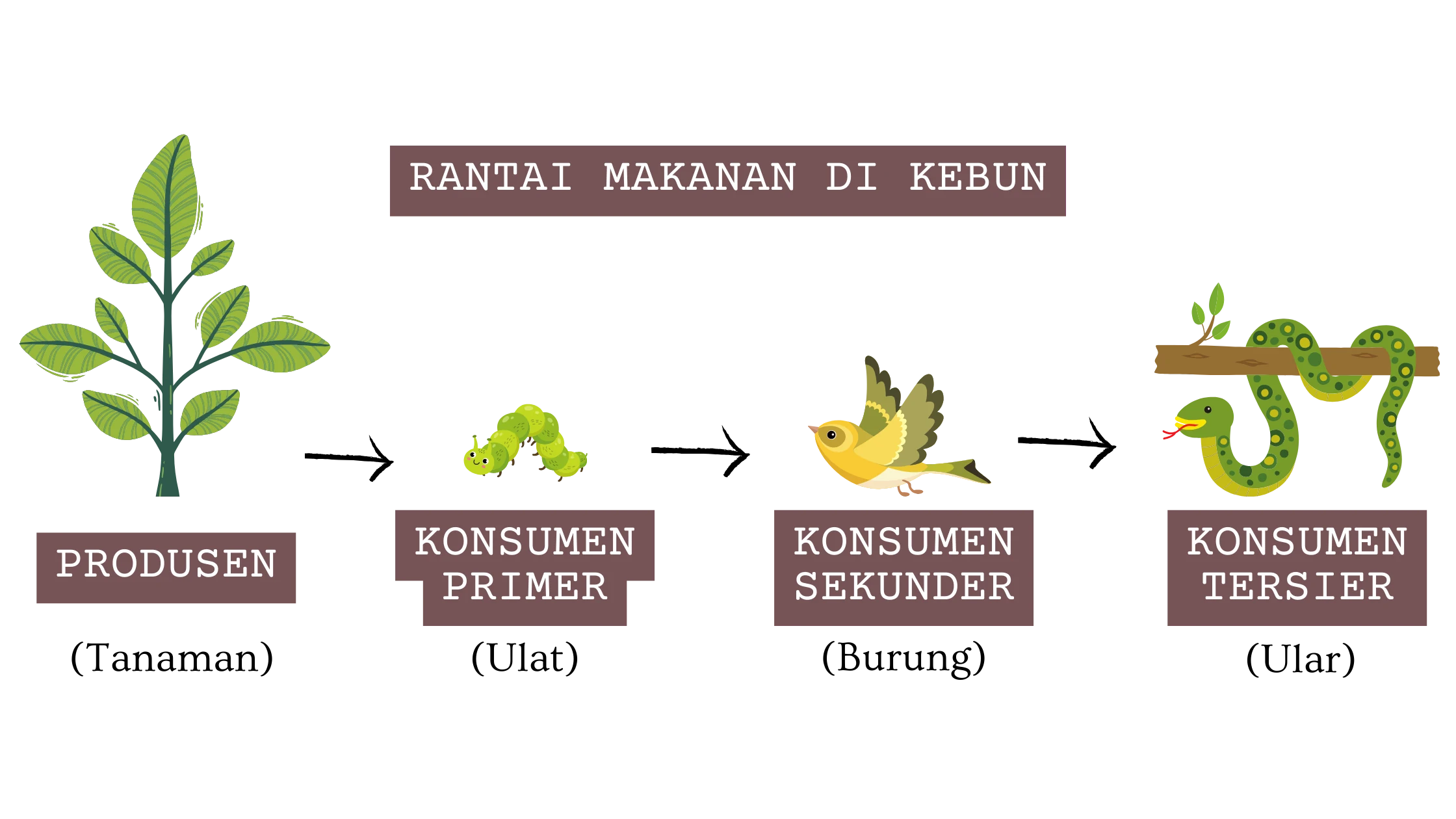 Rantai Makanan di Kebun
