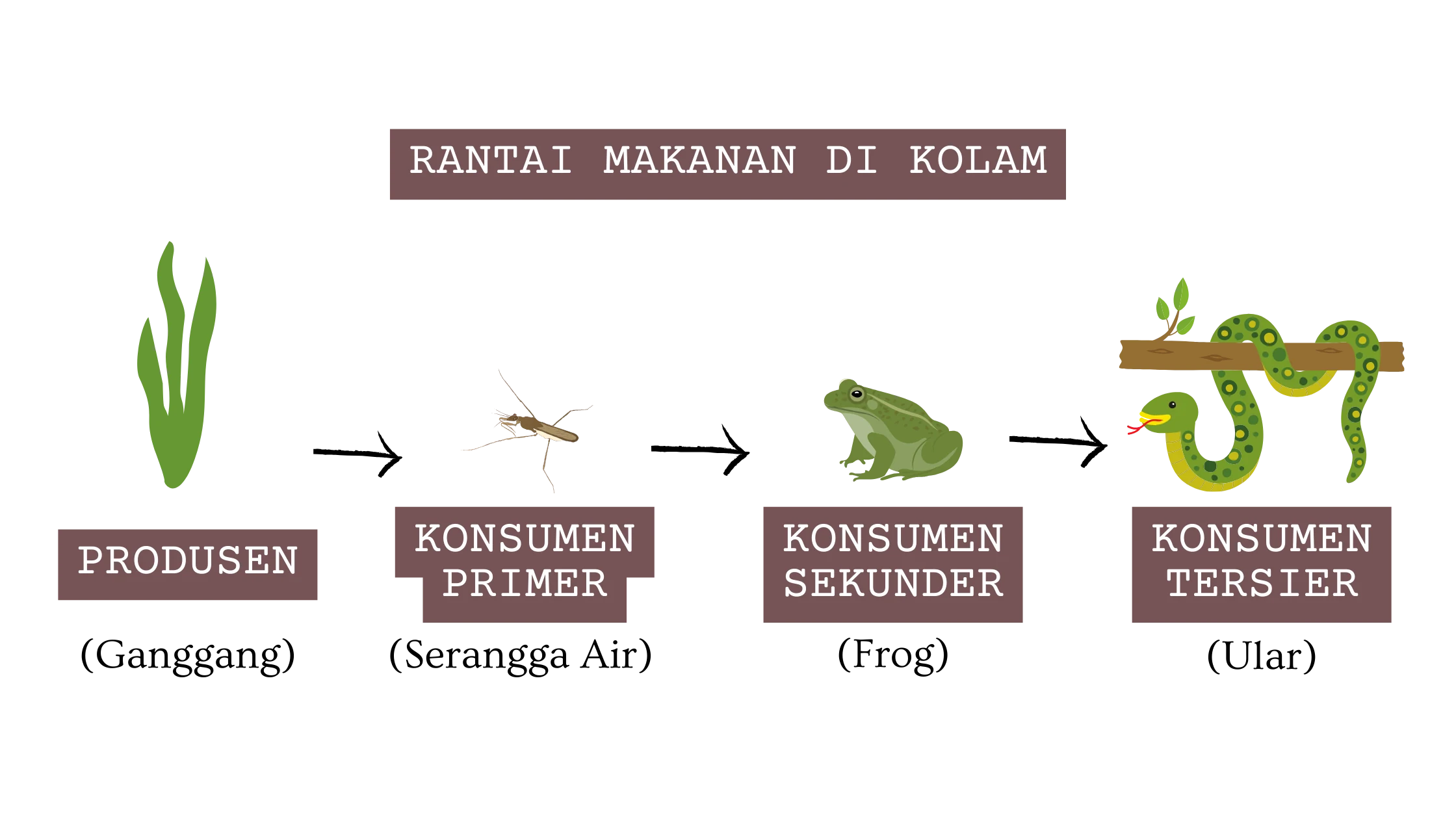 Rantai Makanan di Kolam