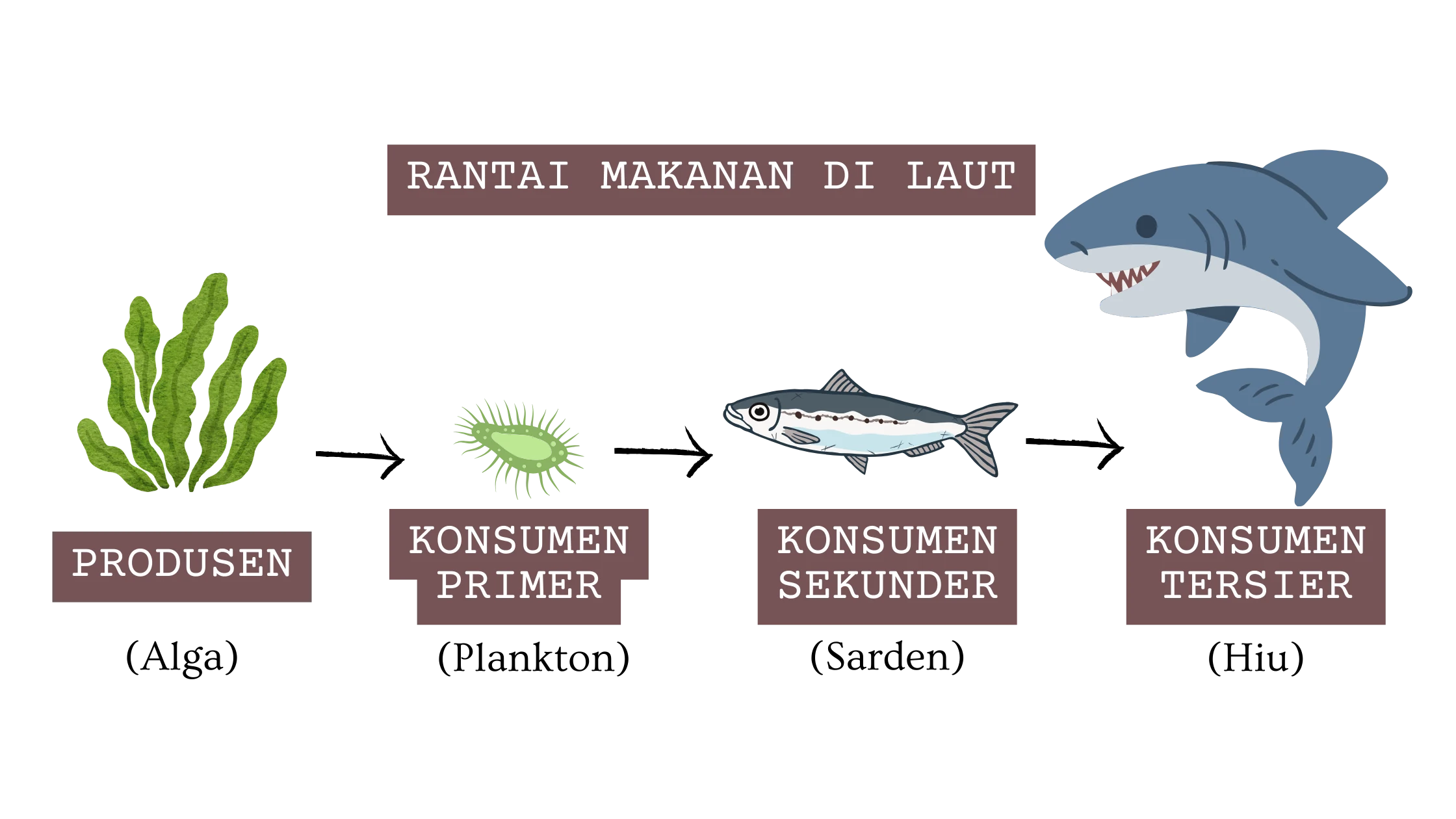 Rantai Makanan di Laut