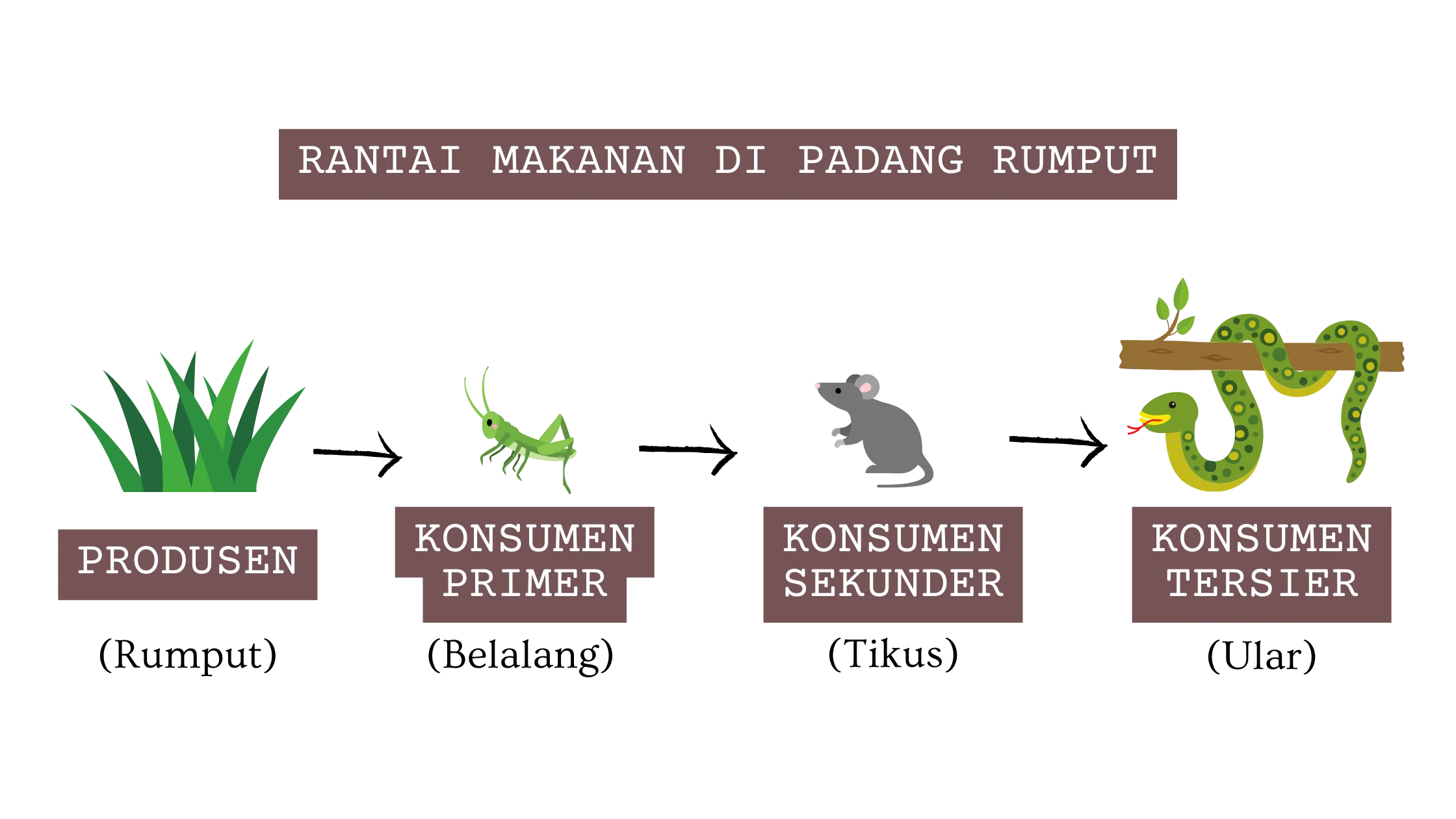 Rantai Makanan di Padang Rumput