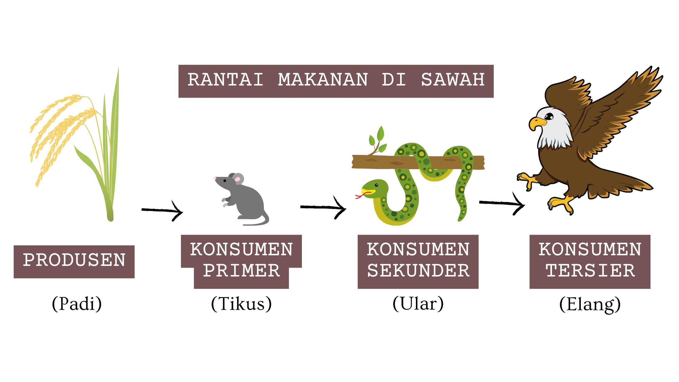 Rantai Makanan di Sawah