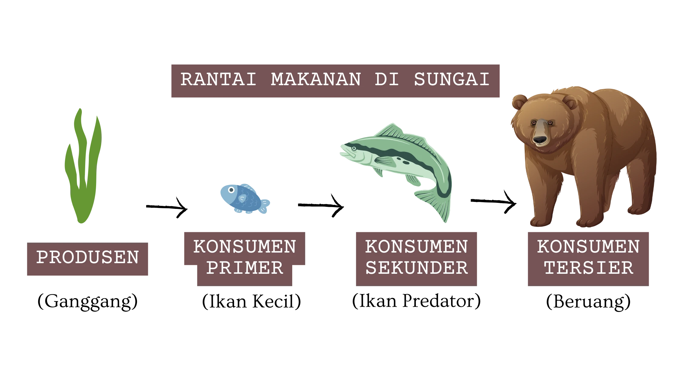 Rantai Makanan di Sungai